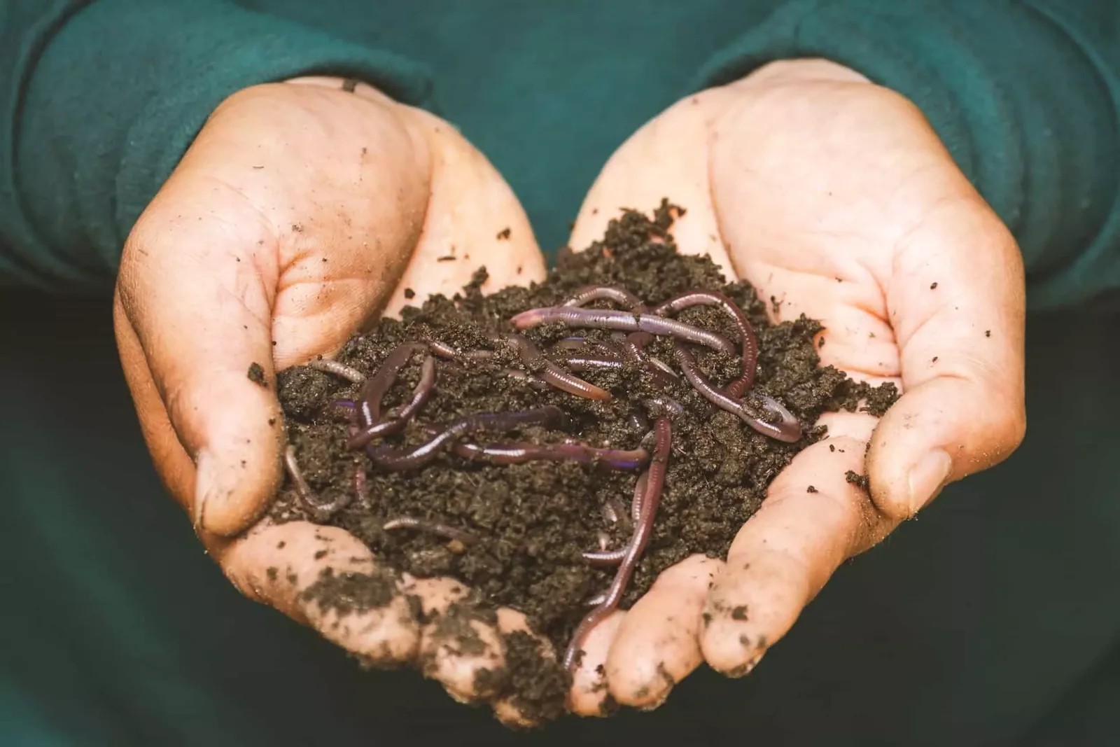 man with a handful of earthworms